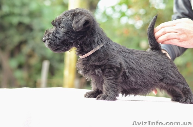 Щенки скотч (шотландского) терьера - <ro>Изображение</ro><ru>Изображение</ru> #3, <ru>Объявление</ru> #1162156