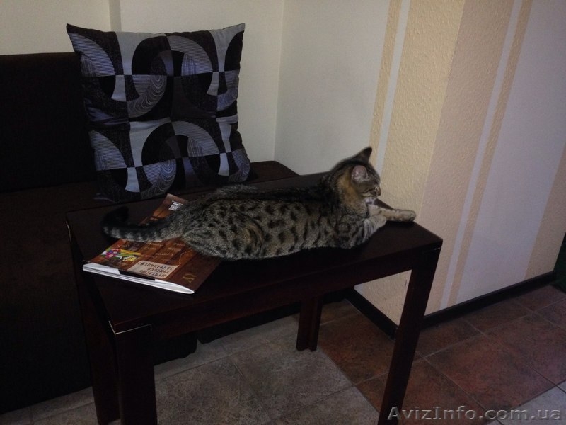 Возьмём на содержание котов и кошек - <ro>Изображение</ro><ru>Изображение</ru> #1, <ru>Объявление</ru> #1156986