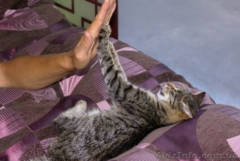 Возьмём на содержание котов и кошек - <ro>Изображение</ro><ru>Изображение</ru> #3, <ru>Объявление</ru> #1156986