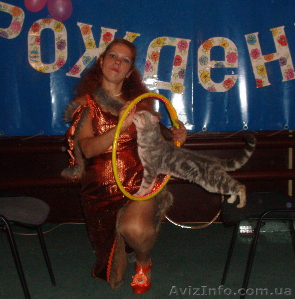 Незабываемый детский День Рождения в кафе «Kitty» - <ro>Изображение</ro><ru>Изображение</ru> #4, <ru>Объявление</ru> #1154799