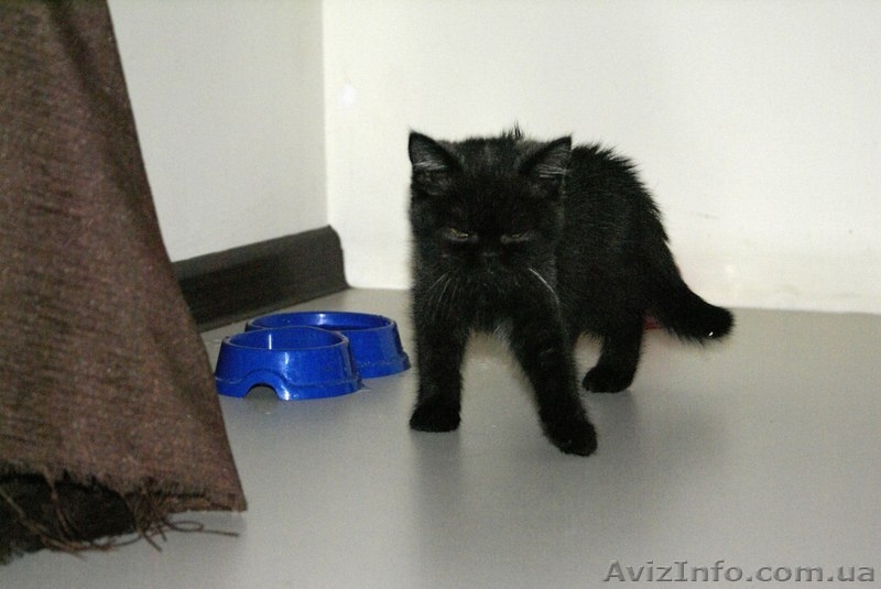 Возьмём на содержание котов и кошек - <ro>Изображение</ro><ru>Изображение</ru> #4, <ru>Объявление</ru> #1156986