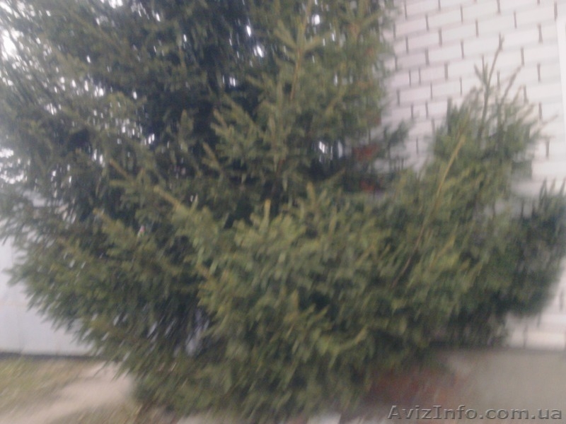 Ель.Крупномер. Европейская зеленая. Высота 7-8 метров. Пригород Харькова.  - <ro>Изображение</ro><ru>Изображение</ru> #3, <ru>Объявление</ru> #1181163