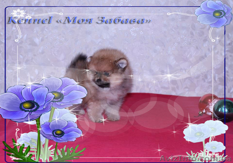 Померанское счастье! - <ro>Изображение</ro><ru>Изображение</ru> #8, <ru>Объявление</ru> #829113