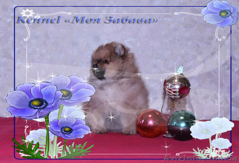 Померанское счастье! - <ro>Изображение</ro><ru>Изображение</ru> #6, <ru>Объявление</ru> #829113