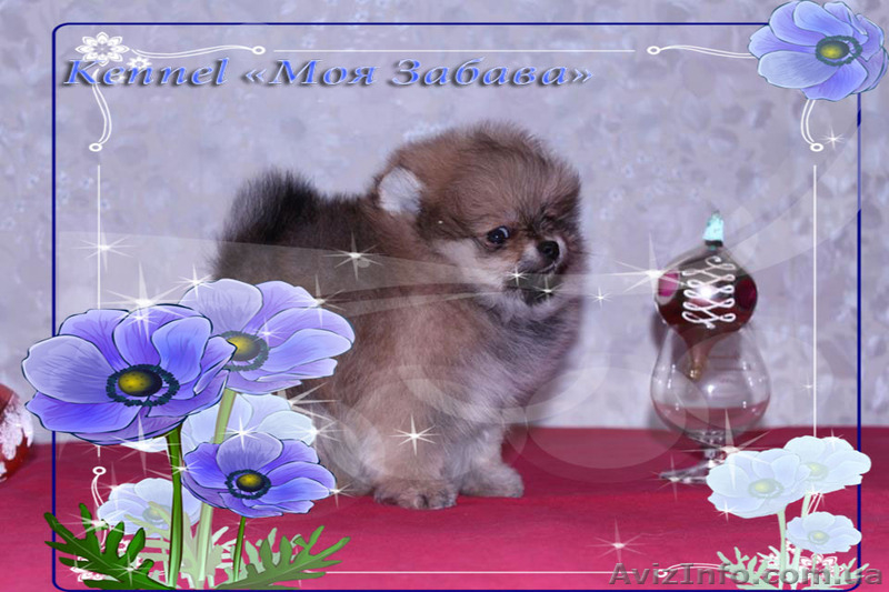 Померанское счастье! - <ro>Изображение</ro><ru>Изображение</ru> #7, <ru>Объявление</ru> #829113