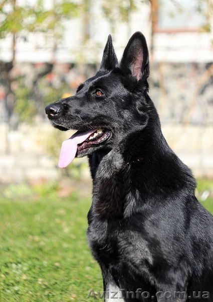 Питомник Восточно-европейской овчарки КСУ. - <ro>Изображение</ro><ru>Изображение</ru> #3, <ru>Объявление</ru> #925568