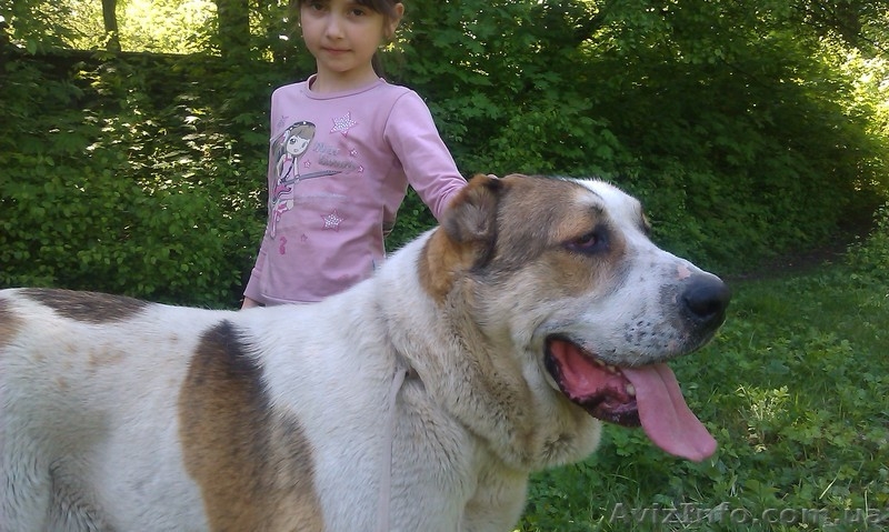 щенки Среднеазиатской овчарки Алабай - <ro>Изображение</ro><ru>Изображение</ru> #1, <ru>Объявление</ru> #1208291