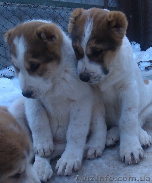 щенки Среднеазиатской овчарки Алабай - <ro>Изображение</ro><ru>Изображение</ru> #6, <ru>Объявление</ru> #1208291