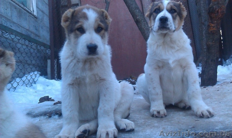 щенки Среднеазиатской овчарки Алабай - <ro>Изображение</ro><ru>Изображение</ru> #5, <ru>Объявление</ru> #1208291