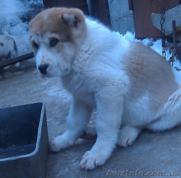 щенки Среднеазиатской овчарки Алабай - <ro>Изображение</ro><ru>Изображение</ru> #7, <ru>Объявление</ru> #1208291