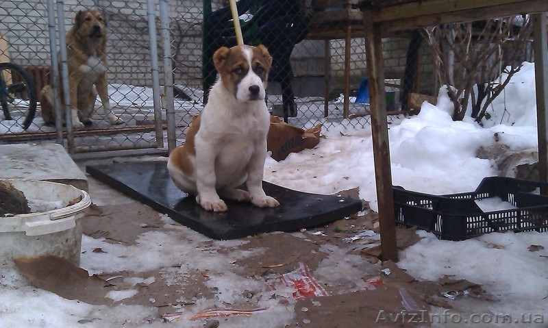 щенки Среднеазиатской овчарки Алабай - <ro>Изображение</ro><ru>Изображение</ru> #2, <ru>Объявление</ru> #1208291