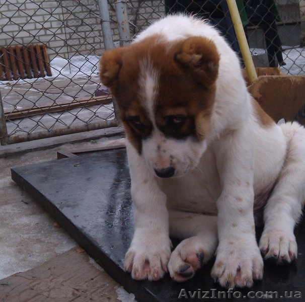 щенки Среднеазиатской овчарки Алабай - <ro>Изображение</ro><ru>Изображение</ru> #3, <ru>Объявление</ru> #1208291