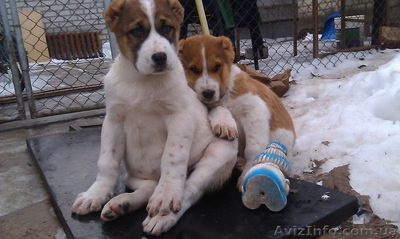 щенки Среднеазиатской овчарки Алабай - <ro>Изображение</ro><ru>Изображение</ru> #4, <ru>Объявление</ru> #1208291