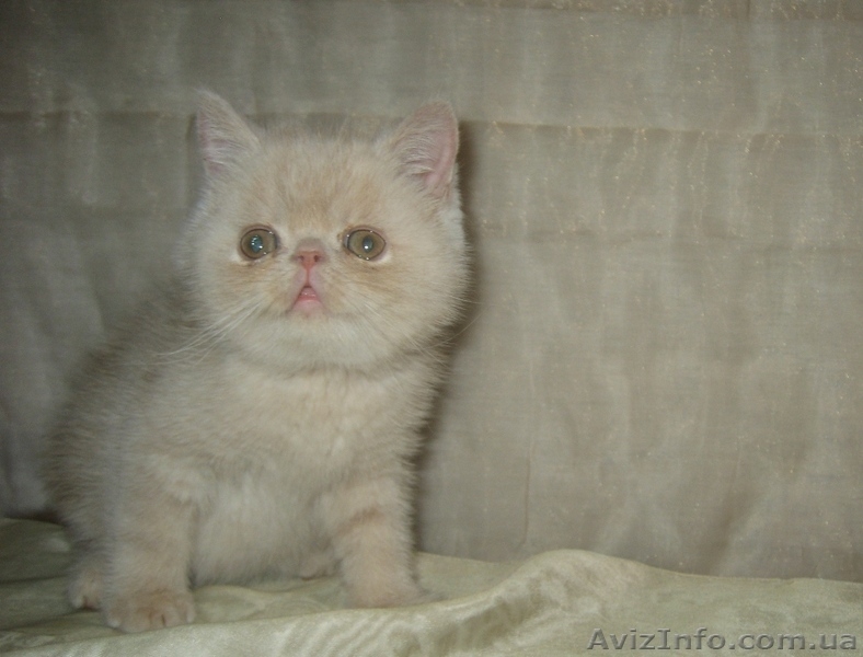 Экзотики короткошерстные - <ro>Изображение</ro><ru>Изображение</ru> #5, <ru>Объявление</ru> #771723