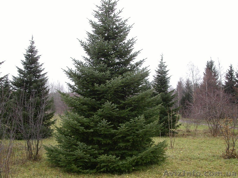 Ель европейская зеленая « Europe » h 7m – h 7.50m - <ro>Изображение</ro><ru>Изображение</ru> #6, <ru>Объявление</ru> #1217342