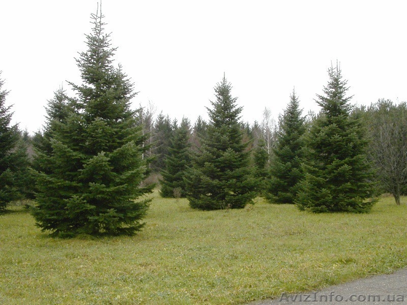 Ель европейская зеленая « Europe » h 5m – h 5.50m - <ro>Изображение</ro><ru>Изображение</ru> #10, <ru>Объявление</ru> #1217336