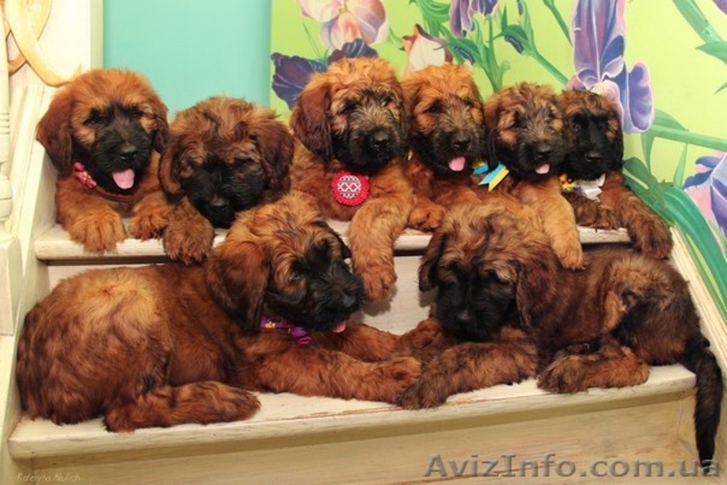 Плановые щенки Бриара (французская овчарка) - <ro>Изображение</ro><ru>Изображение</ru> #2, <ru>Объявление</ru> #1224311