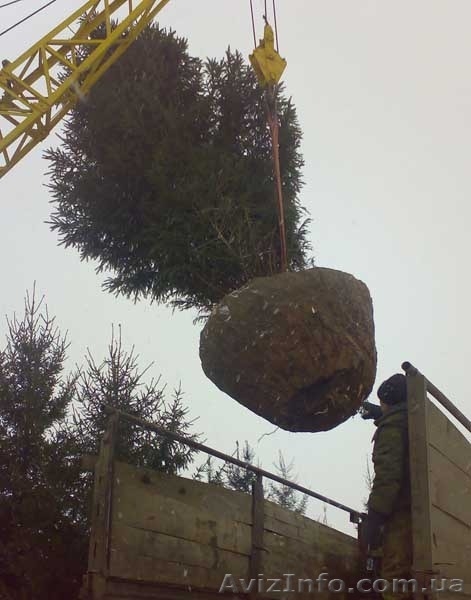 Ель европейская зеленая « Europe » h 4m – h 4.50m - <ro>Изображение</ro><ru>Изображение</ru> #9, <ru>Объявление</ru> #1217335