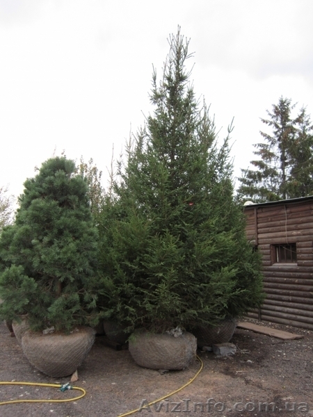 Ель европейская зеленая « Europe » h 5m – h 5.50m - <ro>Изображение</ro><ru>Изображение</ru> #3, <ru>Объявление</ru> #1217336