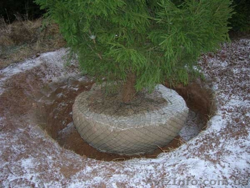 Ель европейская зеленая « Europe » h 3m – h 7.50m - <ro>Изображение</ro><ru>Изображение</ru> #10, <ru>Объявление</ru> #1217325