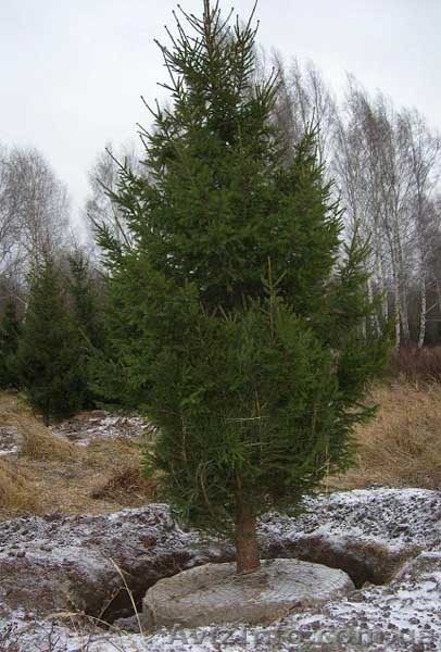 Ель европейская зеленая « Europe » h 6m – h 6.50m - <ro>Изображение</ro><ru>Изображение</ru> #6, <ru>Объявление</ru> #1217339