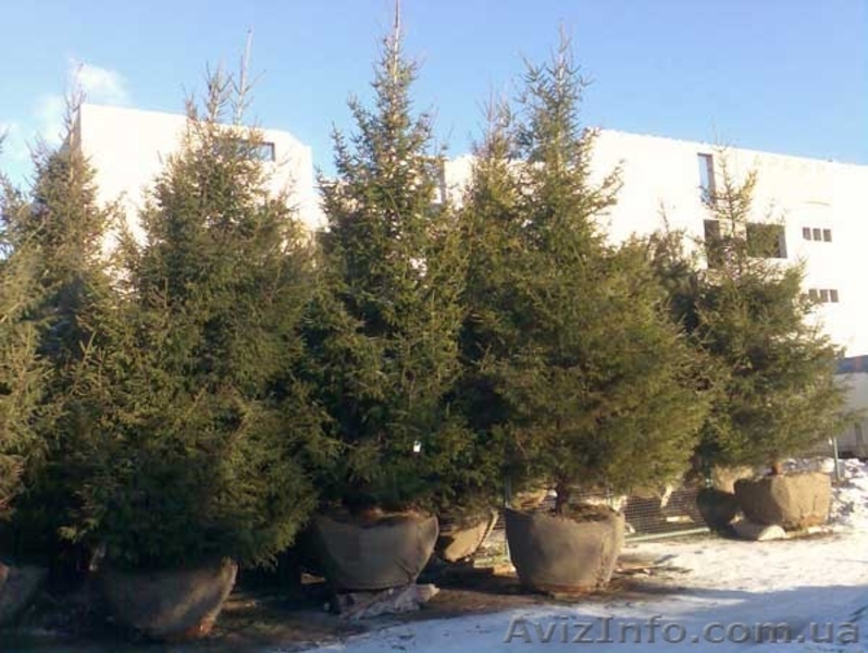 Ель европейская зеленая « Europe » h 6m – h 6.50m - <ro>Изображение</ro><ru>Изображение</ru> #5, <ru>Объявление</ru> #1217339
