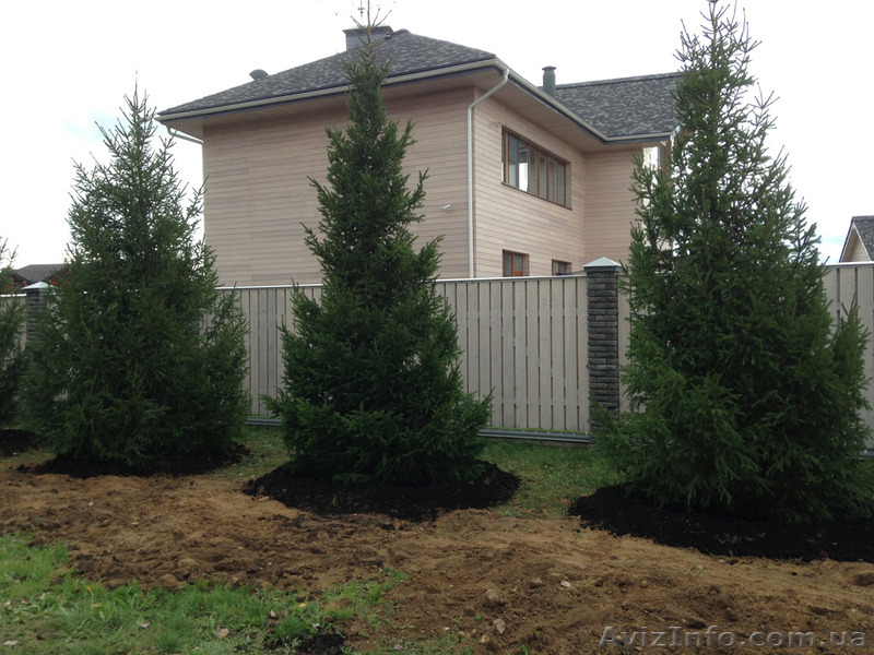 Ель европейская зеленая « Europe » h 6m – h 6.50m - <ro>Изображение</ro><ru>Изображение</ru> #4, <ru>Объявление</ru> #1217339