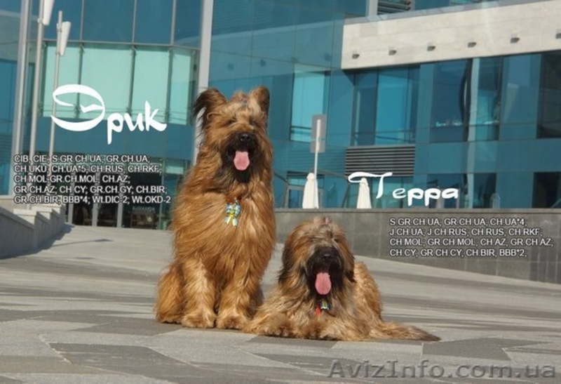 Плановые щенки Бриара (французская овчарка) - <ro>Изображение</ro><ru>Изображение</ru> #1, <ru>Объявление</ru> #1224311