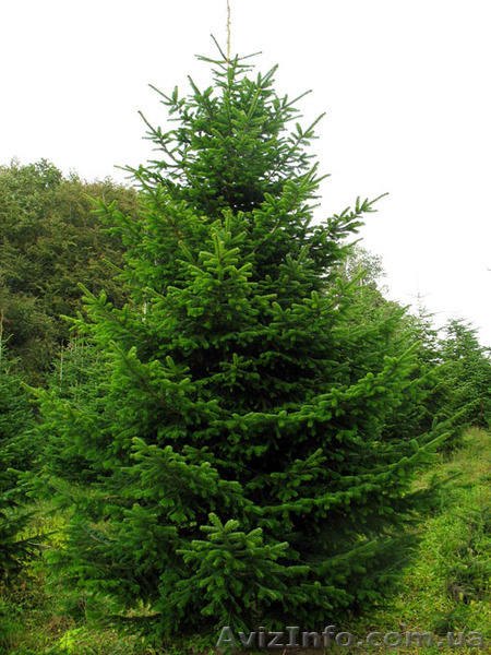 Ель европейская зеленая « Europe » h 3m – h 7.50m - <ro>Изображение</ro><ru>Изображение</ru> #6, <ru>Объявление</ru> #1217325