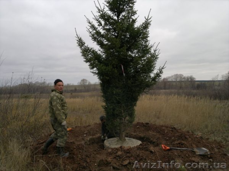 Ель европейская зеленая « Europe » h 5m – h 5.50m - <ro>Изображение</ro><ru>Изображение</ru> #6, <ru>Объявление</ru> #1217336