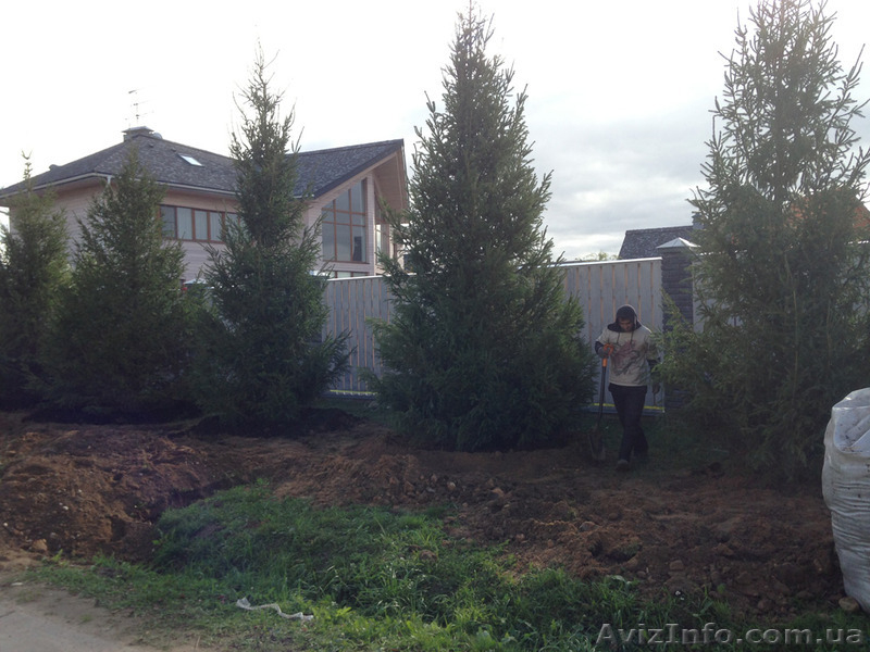 Ель европейская зеленая « Europe » h 3m – h 7.50m - <ro>Изображение</ro><ru>Изображение</ru> #3, <ru>Объявление</ru> #1217325