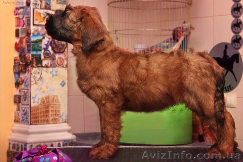 Плановые щенки Бриара (французская овчарка) - <ro>Изображение</ro><ru>Изображение</ru> #5, <ru>Объявление</ru> #1224311