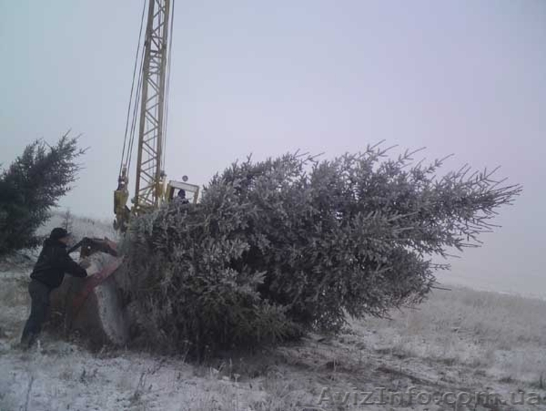 Ель европейская зеленая « Europe » h 4m – h 4.50m - <ro>Изображение</ro><ru>Изображение</ru> #3, <ru>Объявление</ru> #1217335