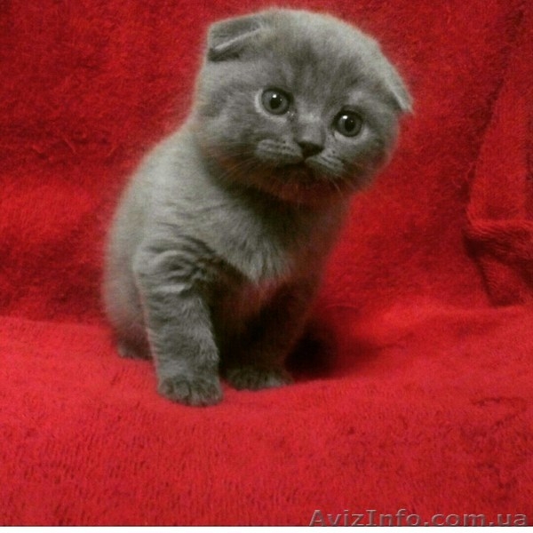 супер вислоухий мальчишка - <ro>Изображение</ro><ru>Изображение</ru> #1, <ru>Объявление</ru> #1220525