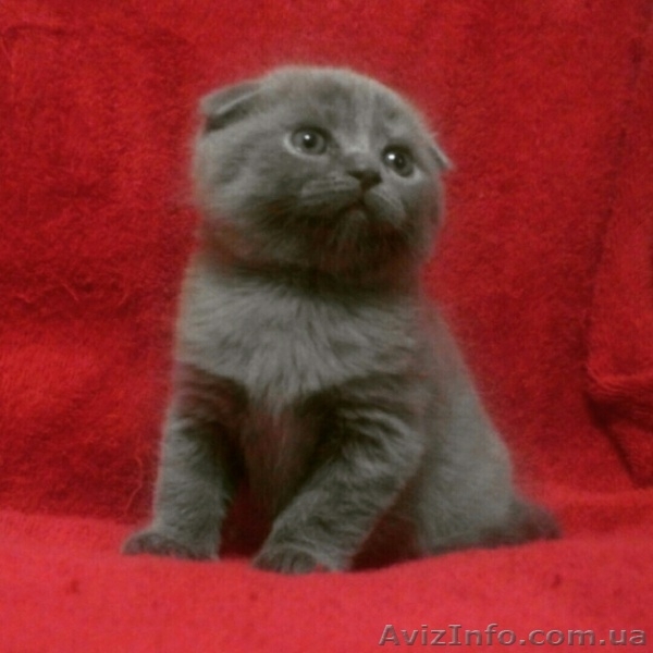 супер вислоухий мальчишка - <ro>Изображение</ro><ru>Изображение</ru> #3, <ru>Объявление</ru> #1220525