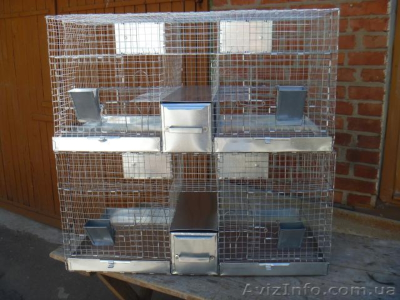 Семья шиншилл племенная - <ro>Изображение</ro><ru>Изображение</ru> #1, <ru>Объявление</ru> #1238747