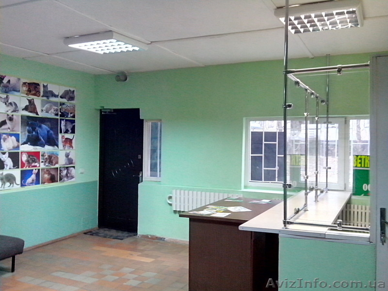 Кастрация кота, стерилизация кошек 093-408-09-36   - <ro>Изображение</ro><ru>Изображение</ru> #2, <ru>Объявление</ru> #556659