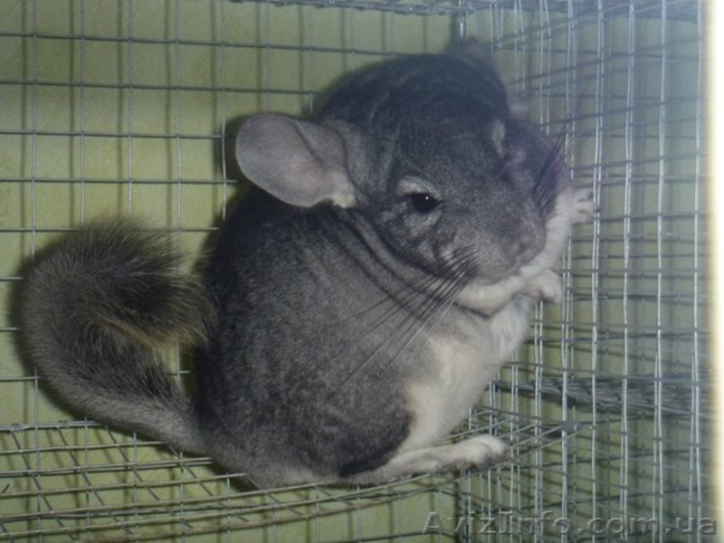Шиншилла для дома - <ro>Изображение</ro><ru>Изображение</ru> #2, <ru>Объявление</ru> #1238727
