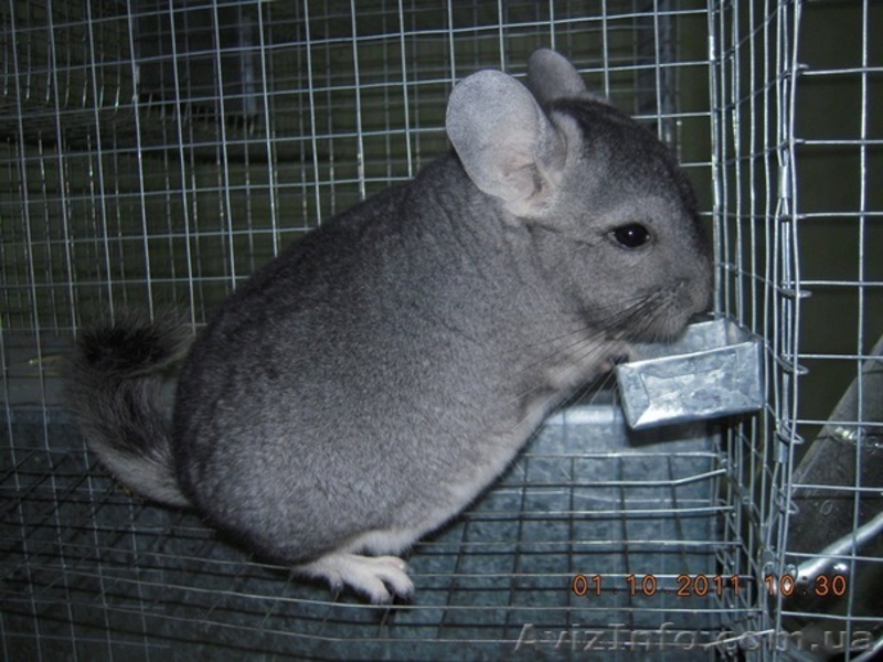 Индивидуальные клетки для шиншилл - <ro>Изображение</ro><ru>Изображение</ru> #2, <ru>Объявление</ru> #1238722