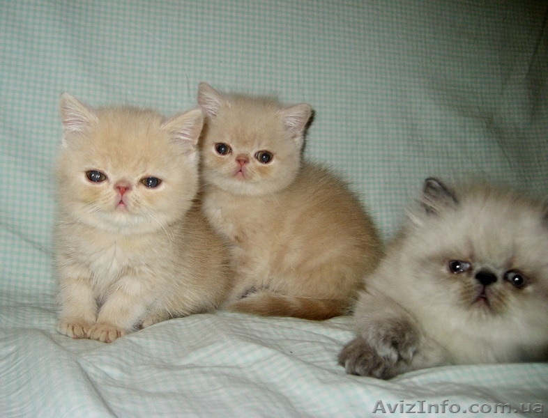 Экзотики короткошерстные - <ro>Изображение</ro><ru>Изображение</ru> #3, <ru>Объявление</ru> #771723