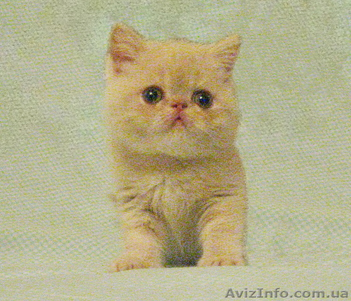 Экзотики короткошерстные - <ro>Изображение</ro><ru>Изображение</ru> #6, <ru>Объявление</ru> #771723