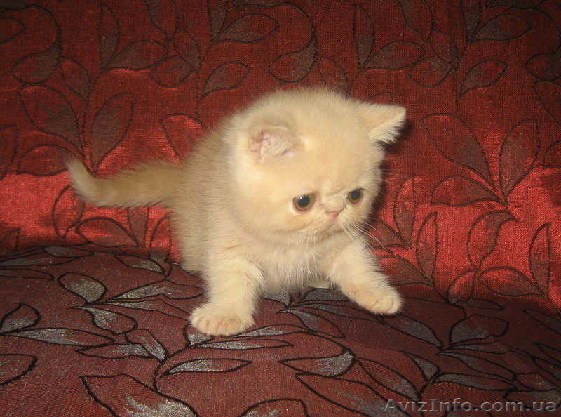 Экзоточки плюшевые - <ro>Изображение</ro><ru>Изображение</ru> #6, <ru>Объявление</ru> #1233912