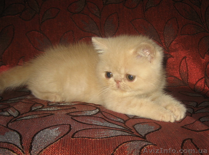 Экзоточки плюшевые - <ro>Изображение</ro><ru>Изображение</ru> #7, <ru>Объявление</ru> #1233912