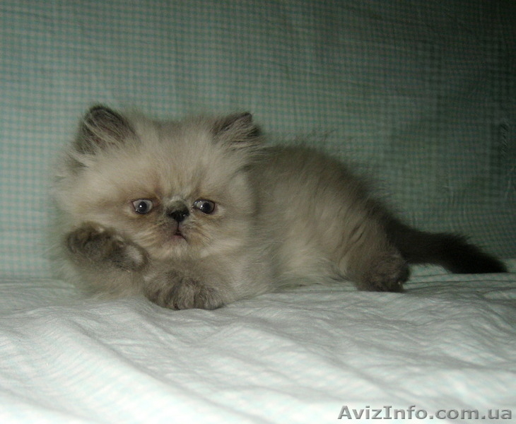 Персидский котенок колорпойнт - <ro>Изображение</ro><ru>Изображение</ru> #5, <ru>Объявление</ru> #1233913