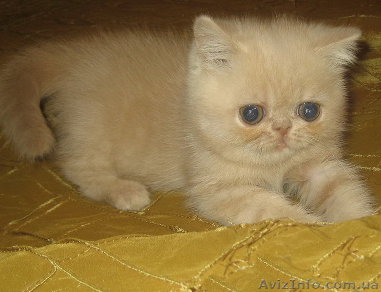 Экзоточки плюшевые - <ro>Изображение</ro><ru>Изображение</ru> #4, <ru>Объявление</ru> #1233912