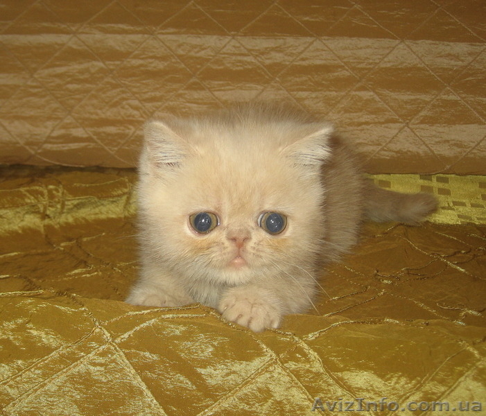 Экзоточки плюшевые - <ro>Изображение</ro><ru>Изображение</ru> #3, <ru>Объявление</ru> #1233912