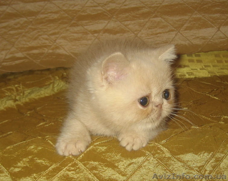 Экзоточки плюшевые - <ro>Изображение</ro><ru>Изображение</ru> #8, <ru>Объявление</ru> #1233912