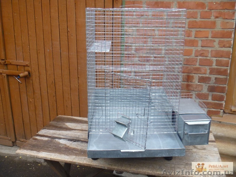 Шиншиллы от 3х месяцев - <ro>Изображение</ro><ru>Изображение</ru> #2, <ru>Объявление</ru> #1238765