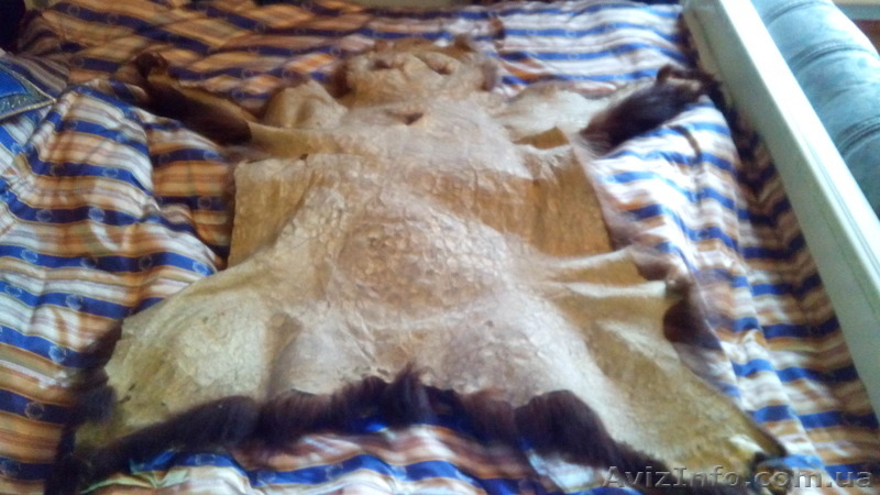 Продам шкуру медвежью - <ro>Изображение</ro><ru>Изображение</ru> #3, <ru>Объявление</ru> #1252193