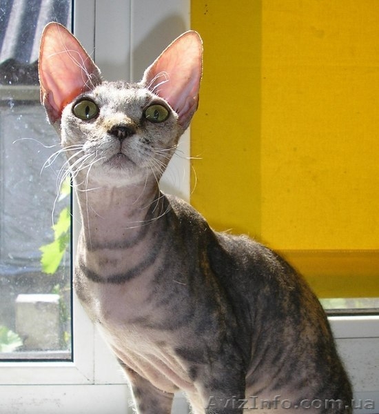  Подрощенная девочка донского сфинкса - <ro>Изображение</ro><ru>Изображение</ru> #1, <ru>Объявление</ru> #1253010